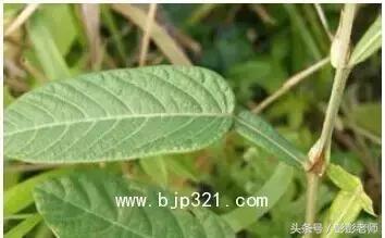 中药葫芦茶的功效与作用,跟老师每日一学草药