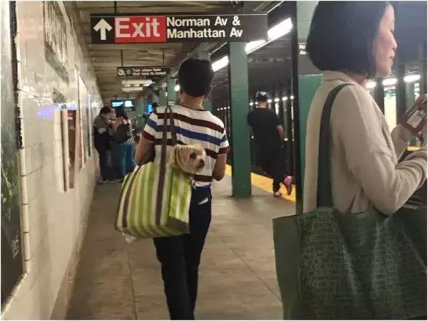 歪果仁玩法视频教程,歪果仁最佳玩法