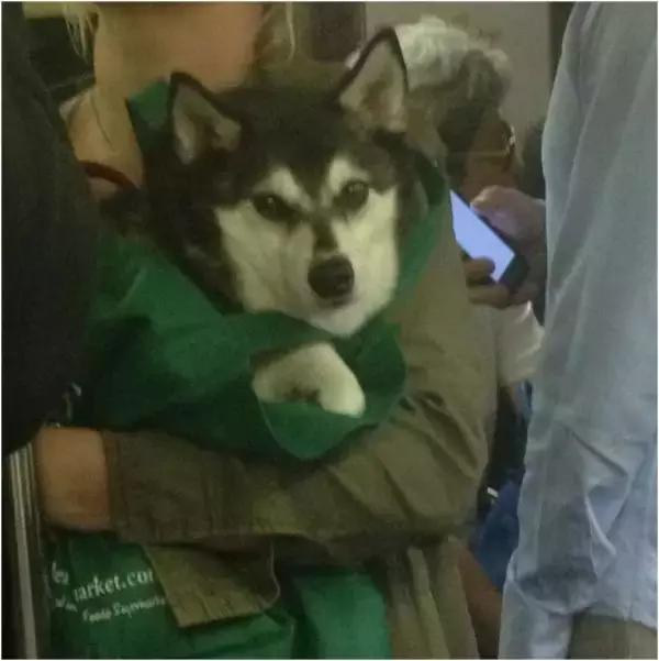 歪果仁玩法视频教程,歪果仁最佳玩法