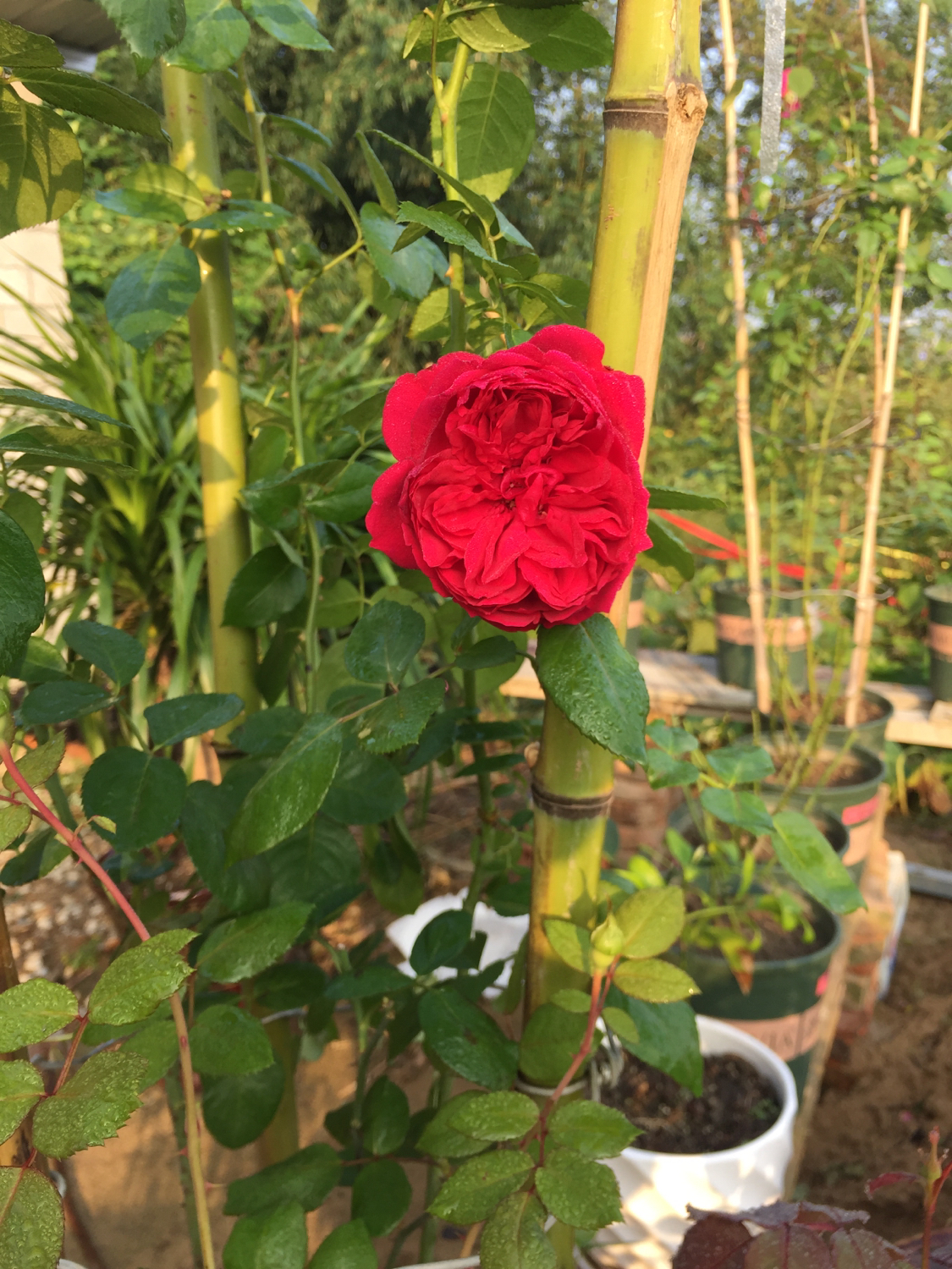 月季越冬的最佳方法,月季如何度夏养护和浇水