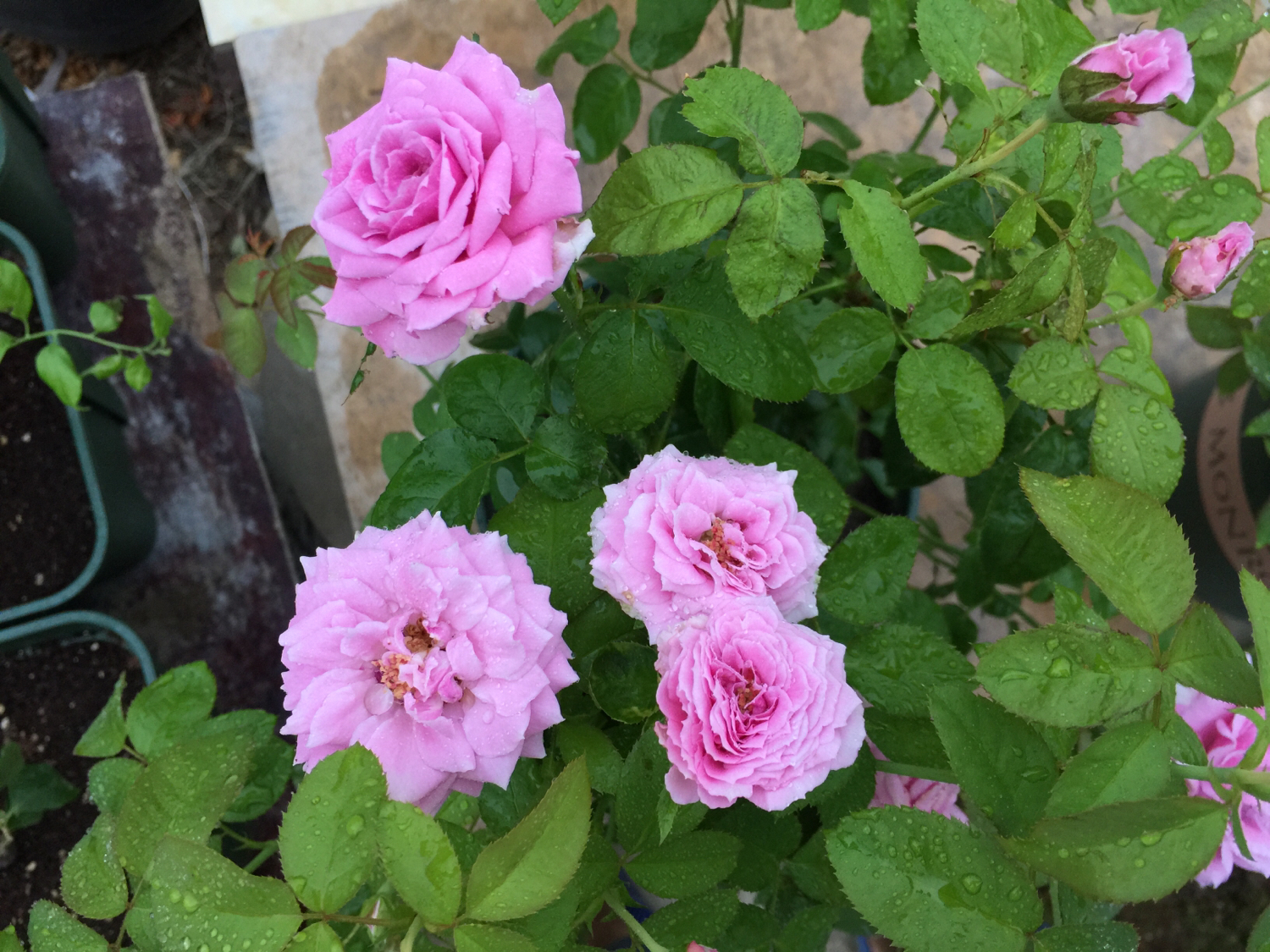 月季越冬的最佳方法,月季如何度夏养护和浇水