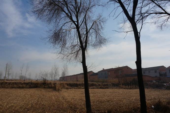 百年老树开枝散叶带出扶贫大产业,百年老树开枝散叶带出扶贫产业