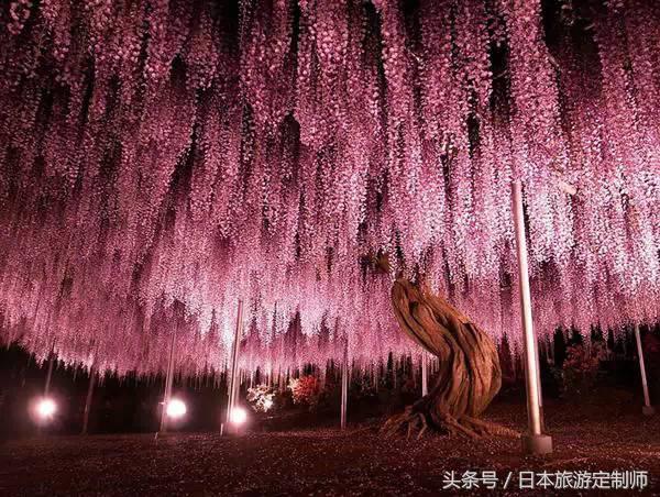 日本浪漫樱花之旅,日本樱花之旅