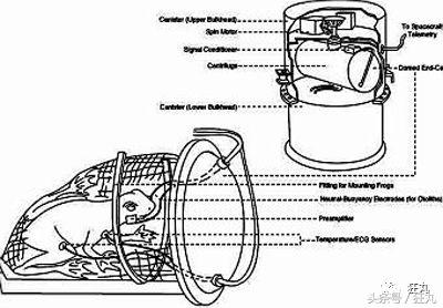 你知道青蛙旅行好玩，但不一定知道真正的青蛙早就玩过太空7日游