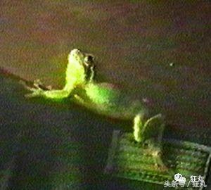 你知道青蛙旅行好玩，但不一定知道真正的青蛙早就玩过太空7日游