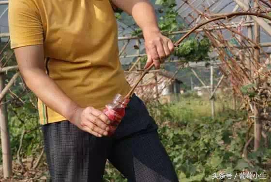 暖棚葡萄一年两熟技术,一年盆栽葡萄的种植技巧和方法