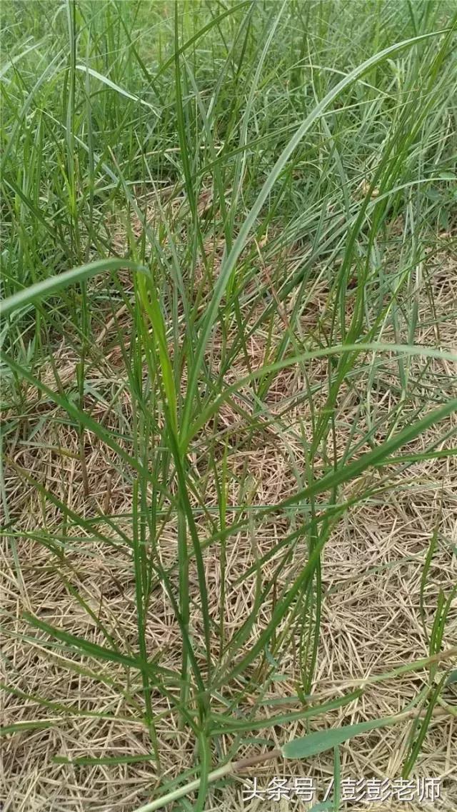每日一学草药香附,跟名师学中医一日五练书籍
