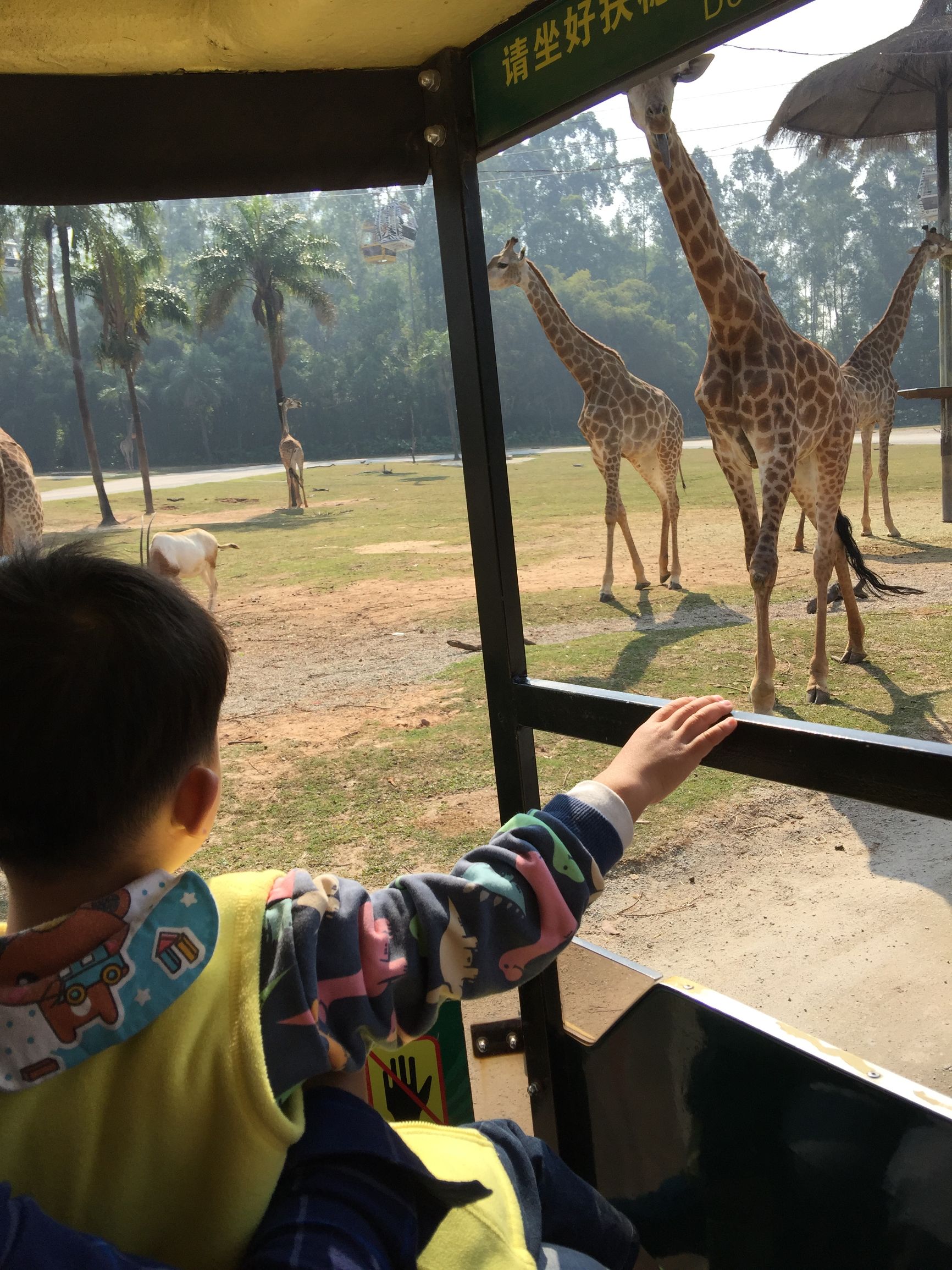 广州长隆野生动物园游玩新攻略,最近广州长隆野生动物园攻略