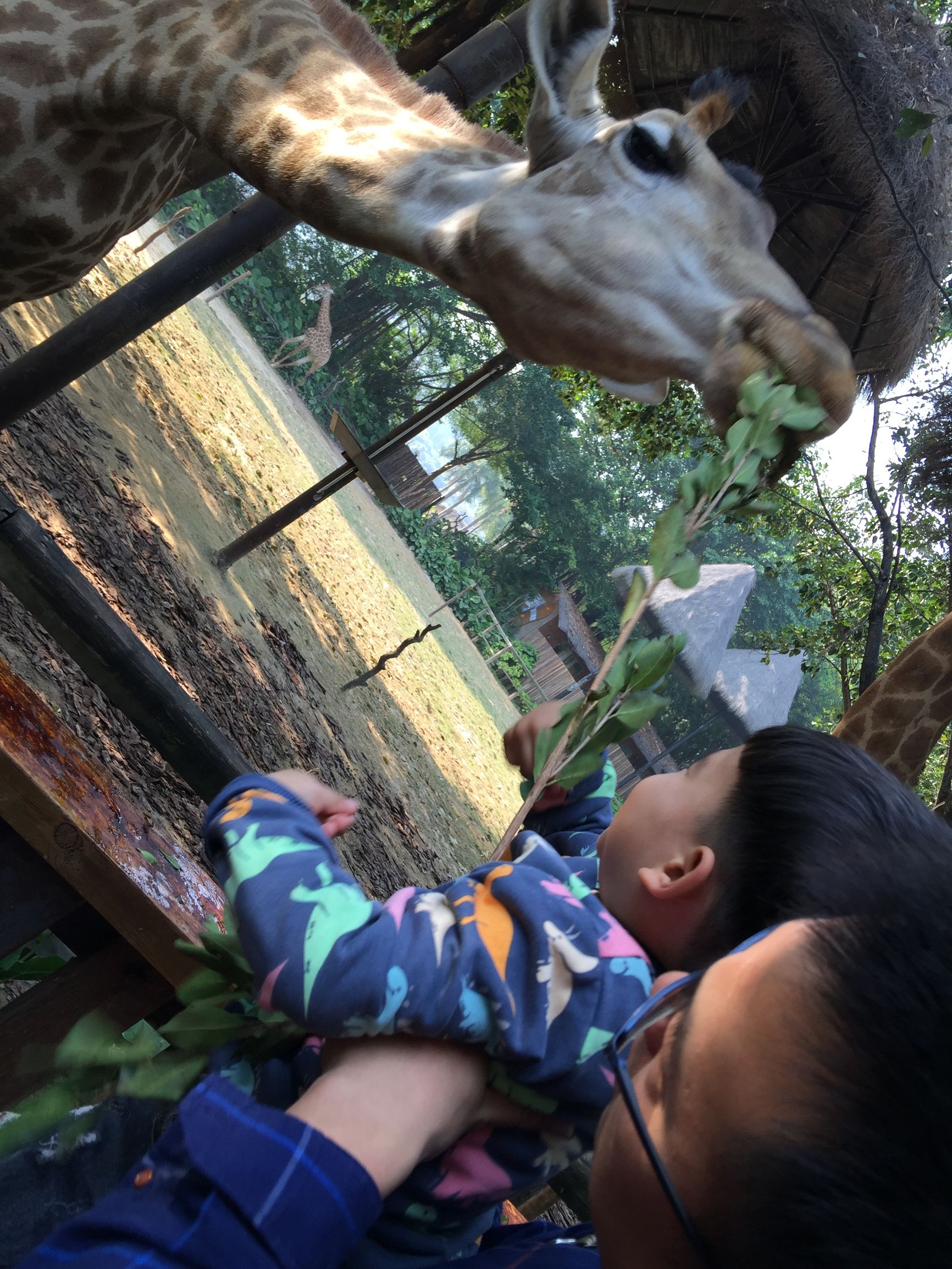 广州长隆野生动物园游玩新攻略,最近广州长隆野生动物园攻略