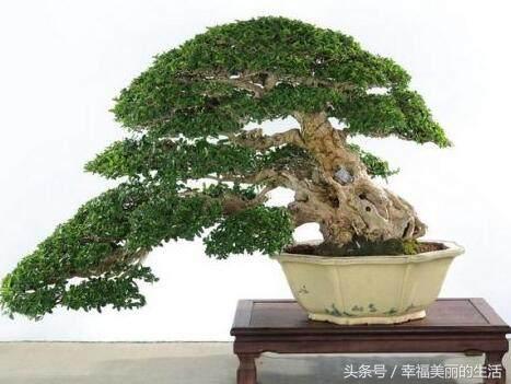 榕树盆景的养殖方法和注意事项,榕树高压繁殖在几月份进行