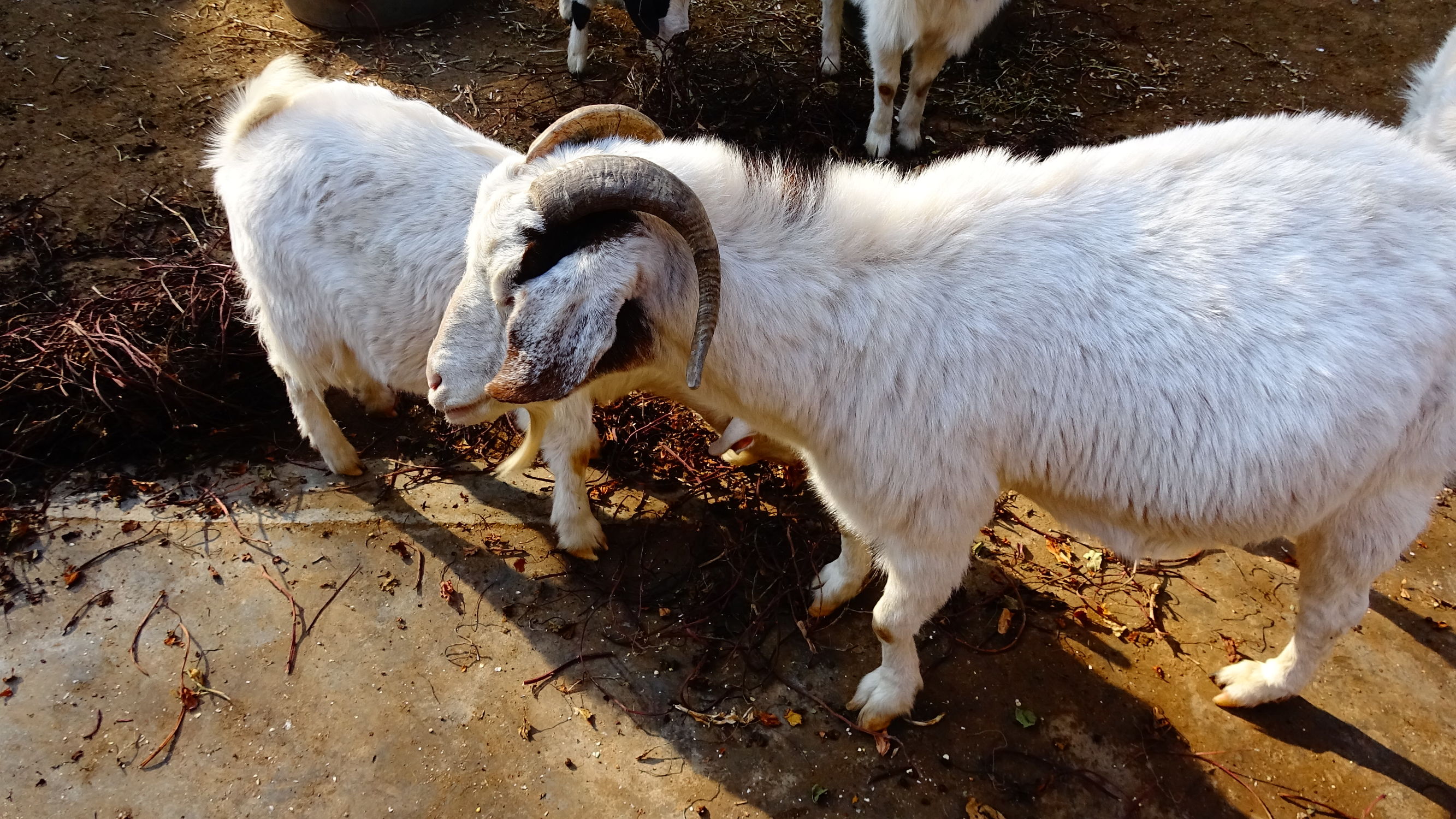 我的家在桃花峪:遇见青州窦家崖村的王老伯