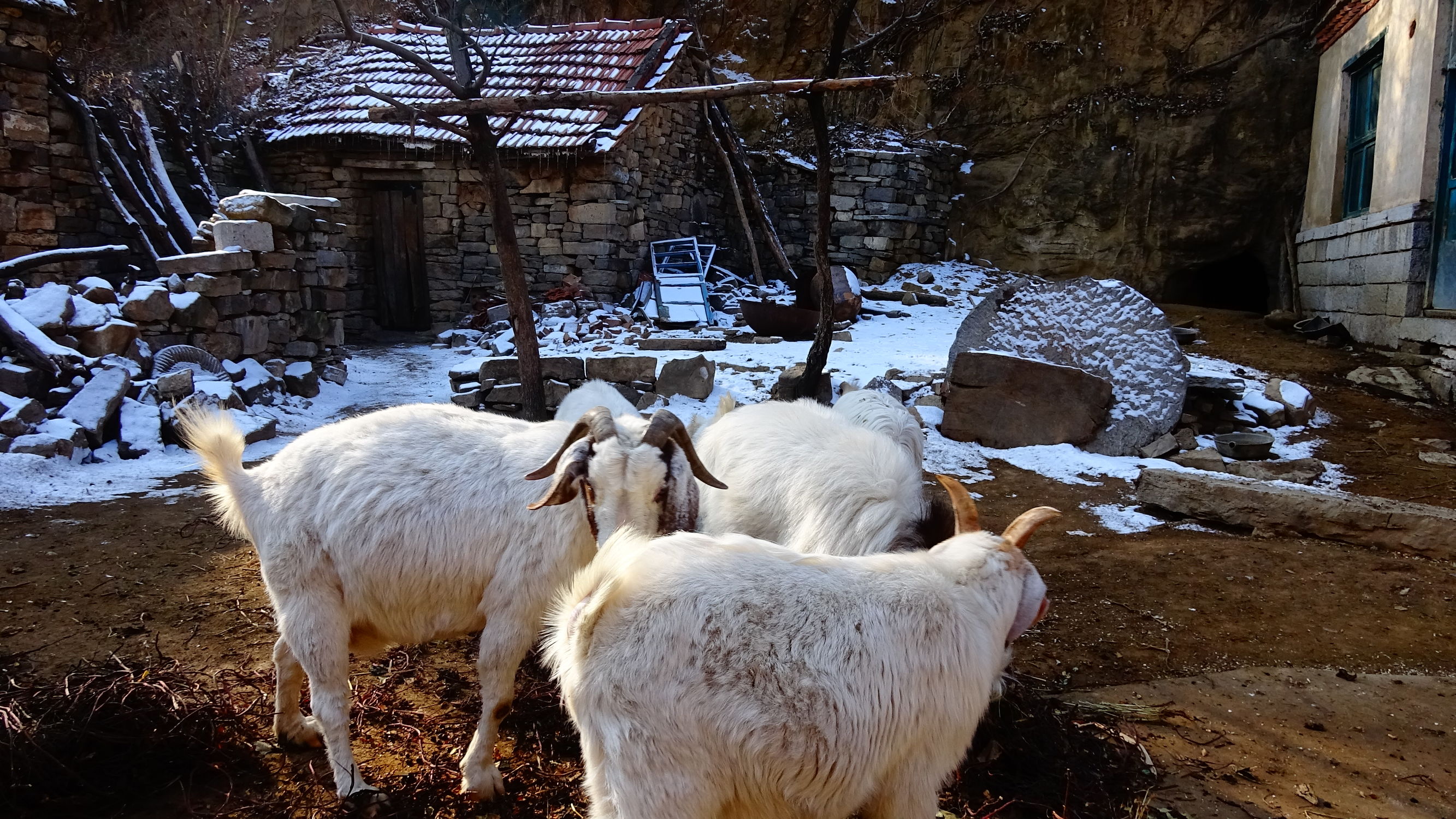 我的家在桃花峪:遇见青州窦家崖村的王老伯