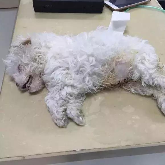 劣质狗粮狗吃了不良反应,劣质狗粮吃了短期内会出问题吗