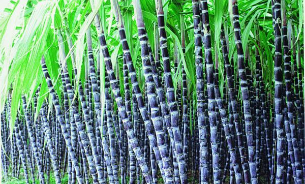 我们每天吃的蔬菜都有哪些,我们每天吃的食物都去哪里了呢