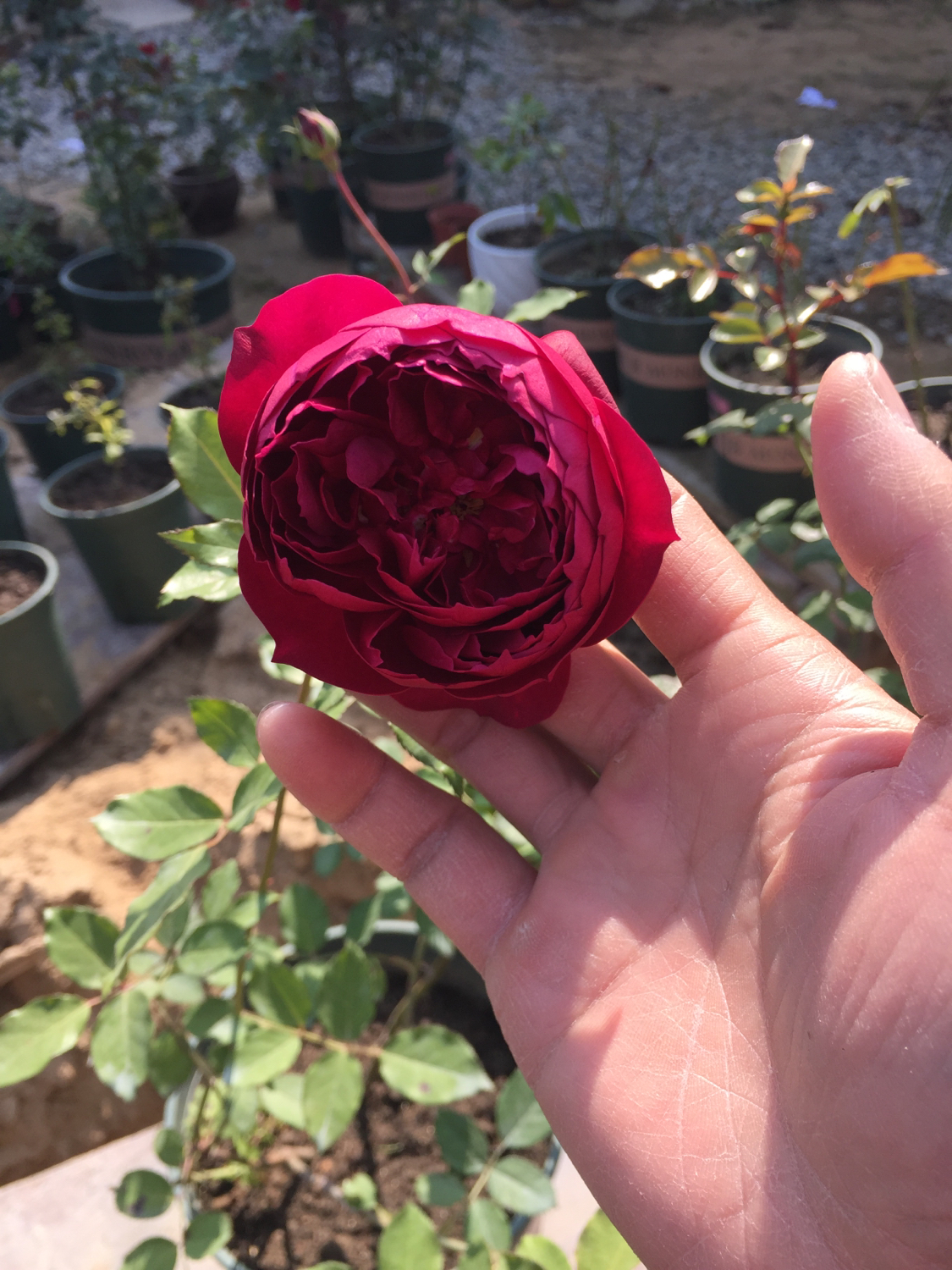 月季越冬的最佳方法,月季如何度夏养护和浇水