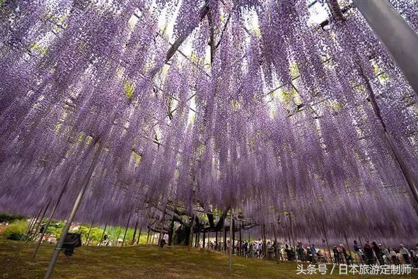 日本浪漫樱花之旅,日本樱花之旅