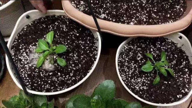 怎样才能养好花,怎样才可以养好花