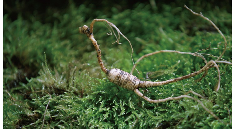 买红参片需要注意什么,买人参需要哪些手续