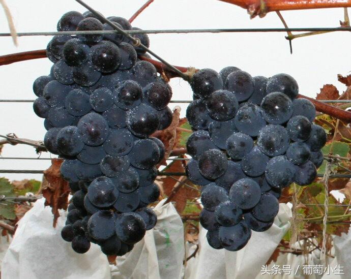 暖棚葡萄一年两熟技术,一年盆栽葡萄的种植技巧和方法