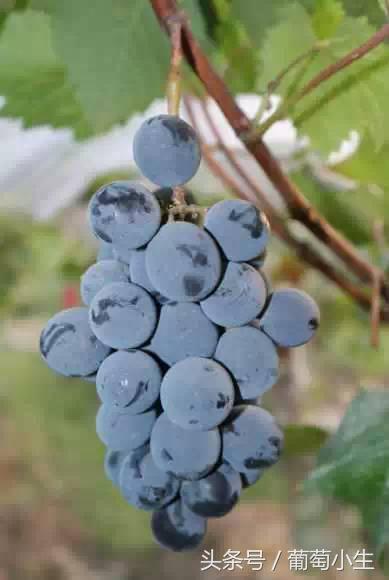 暖棚葡萄一年两熟技术,一年盆栽葡萄的种植技巧和方法