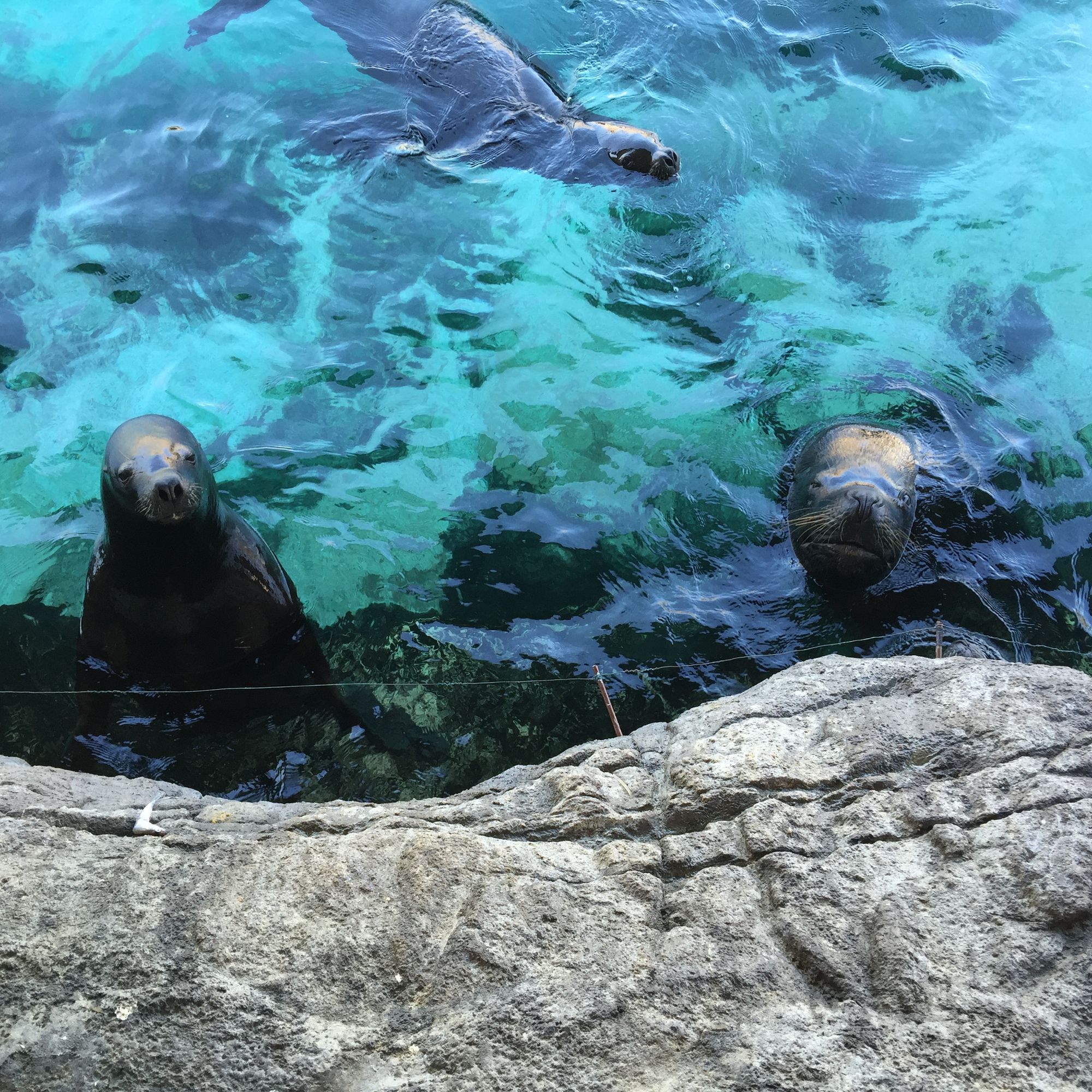 广州长隆野生动物园游玩新攻略,最近广州长隆野生动物园攻略