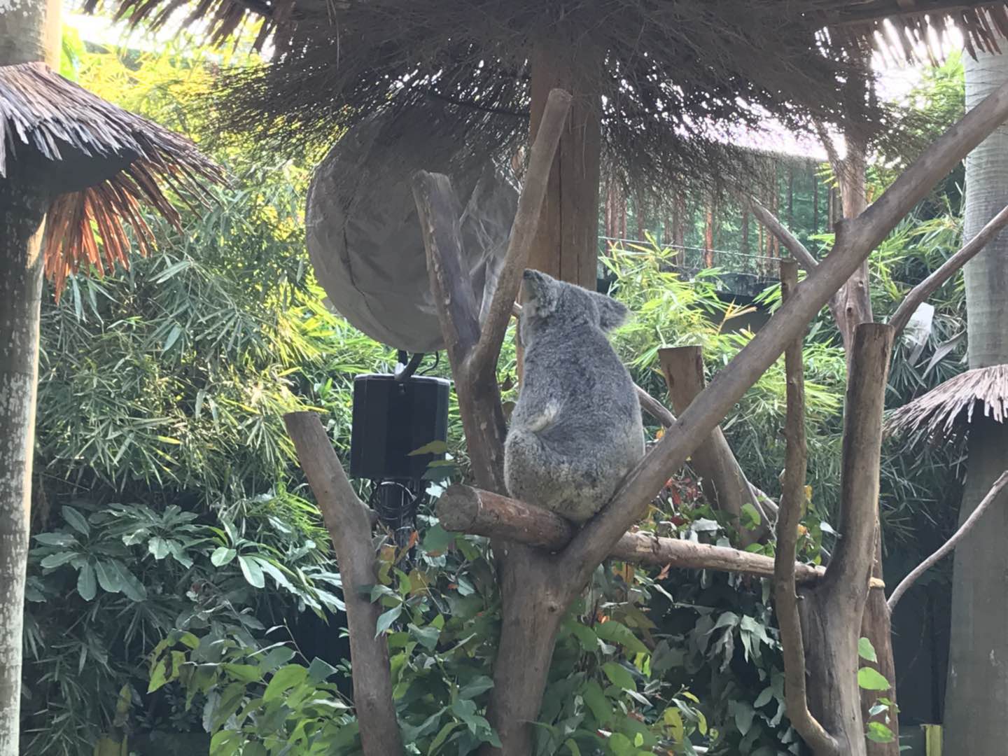 广州长隆野生动物园游玩新攻略,最近广州长隆野生动物园攻略