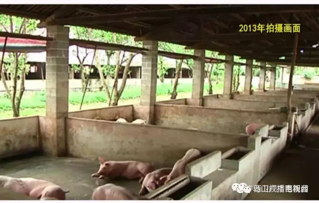 广西生态：“金字招牌”越擦越亮绿水青山变成“金饭碗”