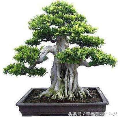 榕树盆景的养殖方法和注意事项,榕树高压繁殖在几月份进行