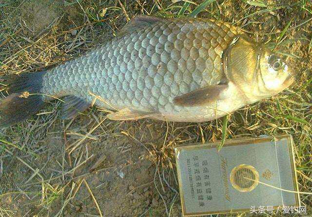 冬天钓鲫鱼哪款酒米打窝最好用,冬季钓鲫鱼怎么打窝最好