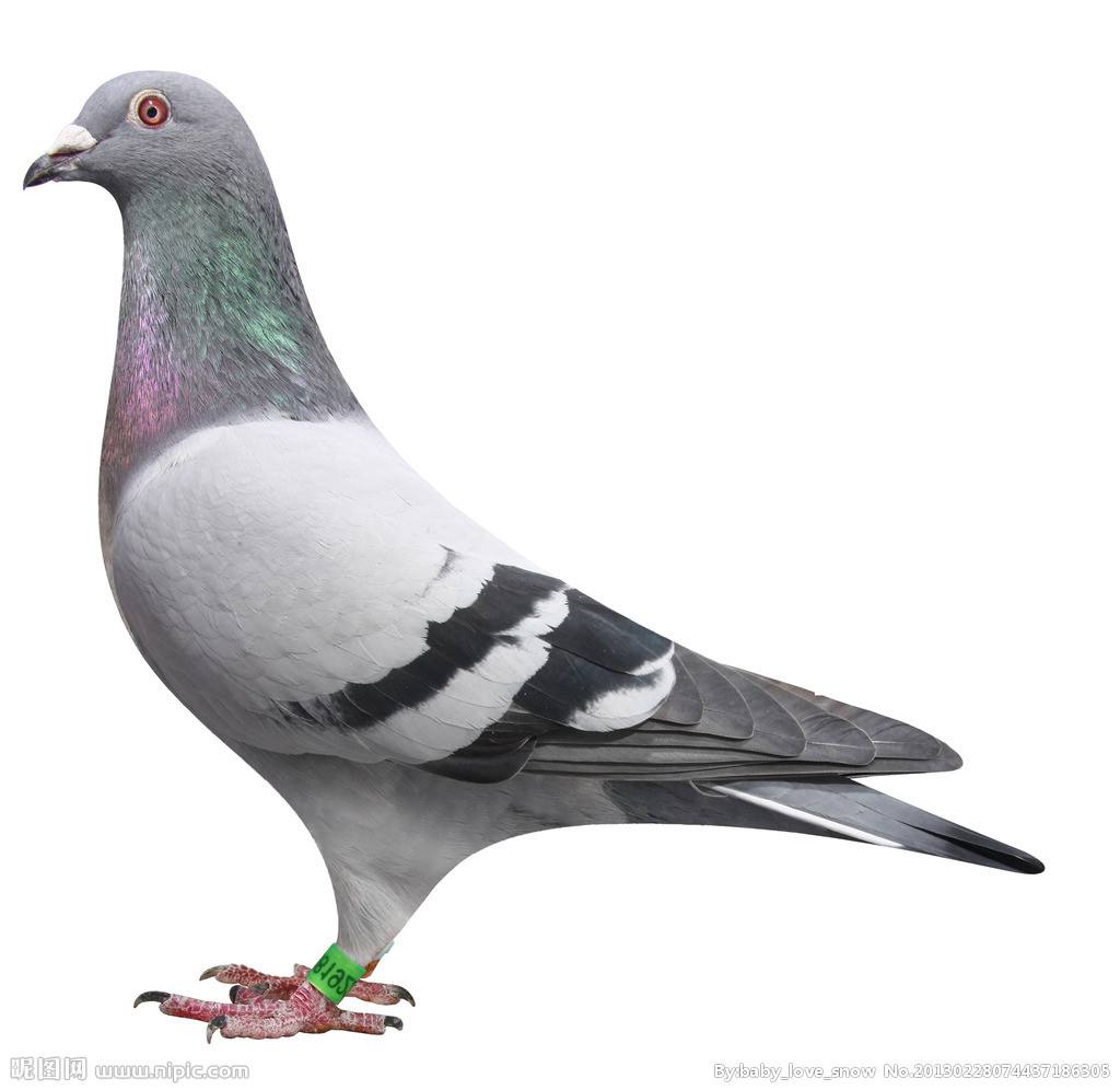 小型粘人的鸟类宠物有哪些,白领适合养什么宠物鸟类