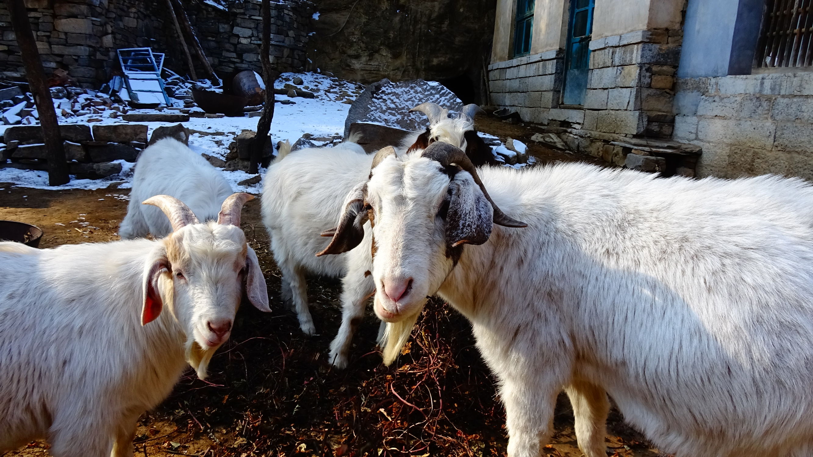 我的家在桃花峪:遇见青州窦家崖村的王老伯