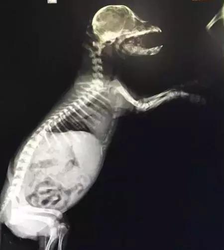 劣质狗粮狗吃了不良反应,劣质狗粮吃了短期内会出问题吗