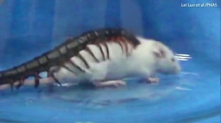 金头蜈蚣30秒毒死小白鼠,蜈蚣毒死小鸡视频