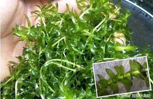 伊乐藻种子哪里买,伊乐藻种子是假的不发芽