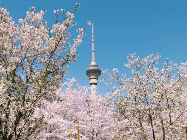 去日本看樱花攻略,去日本看樱花的攻略