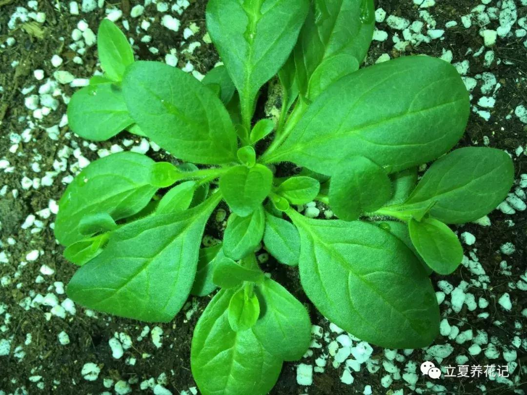 怎样才能养好花,怎样才可以养好花