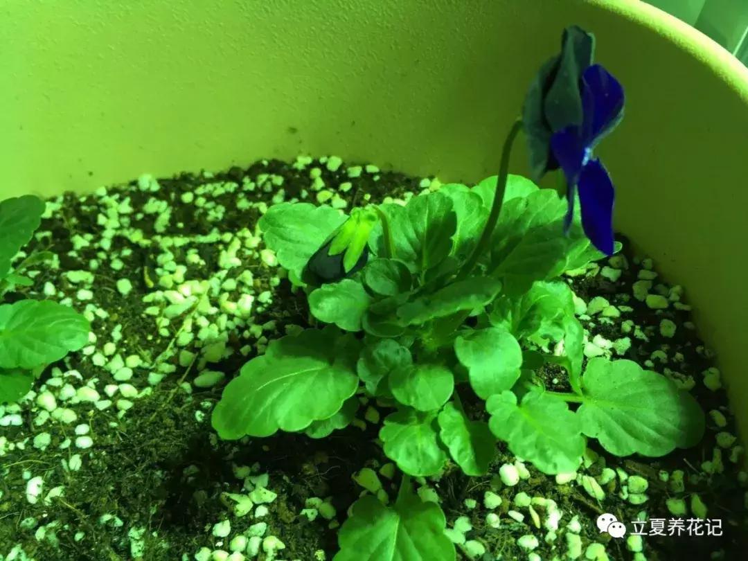 怎样才能养好花,怎样才可以养好花