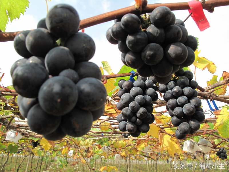 暖棚葡萄一年两熟技术,一年盆栽葡萄的种植技巧和方法