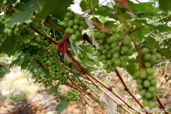 暖棚葡萄一年两熟技术,一年盆栽葡萄的种植技巧和方法