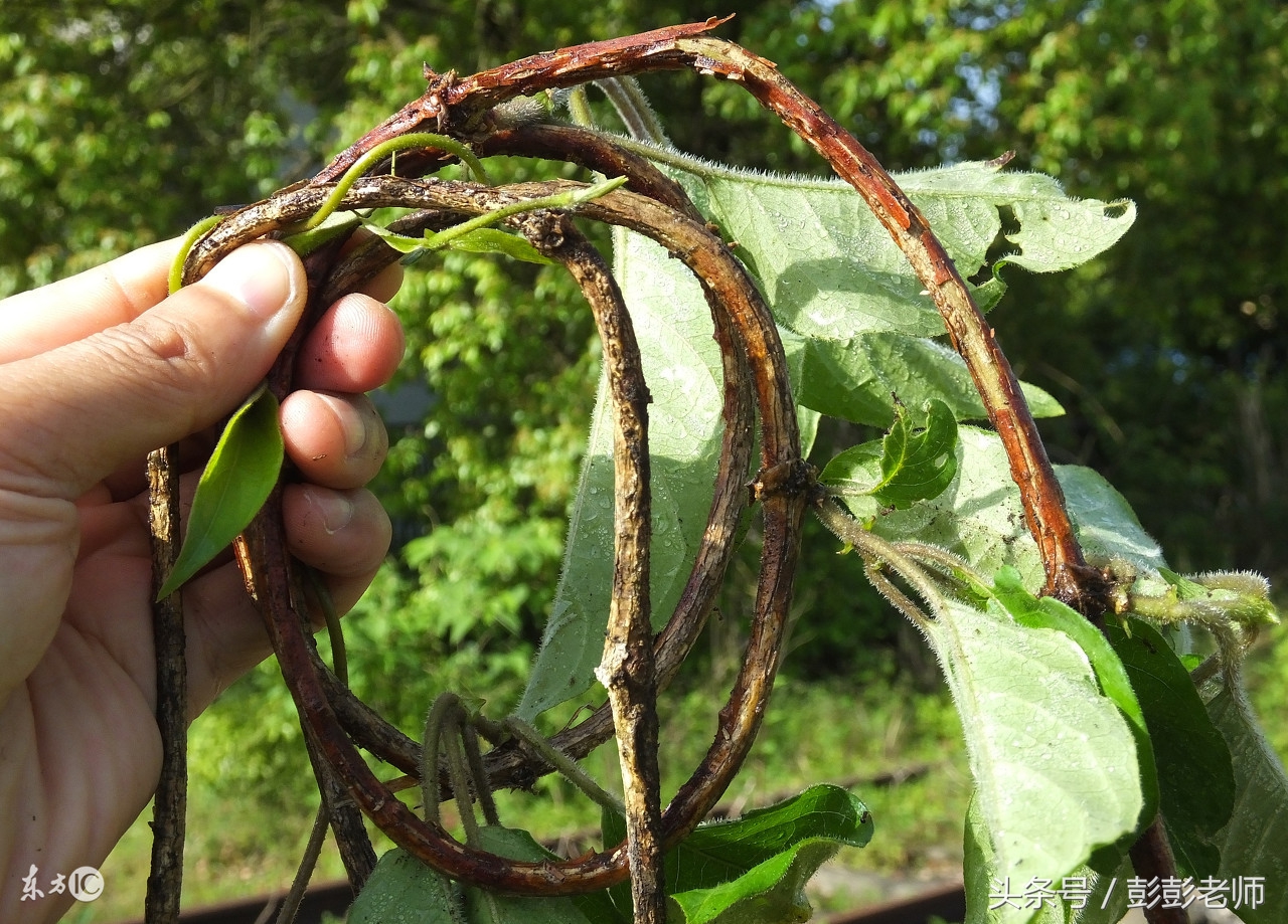 祛湿气的中草药鸡屎藤,中药鸡屎藤的全图