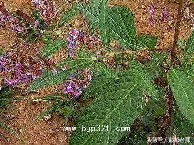 中药葫芦茶的功效与作用,跟老师每日一学草药