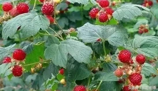 跟名师学中医一日五练有用吗,跟师傅学中医日常