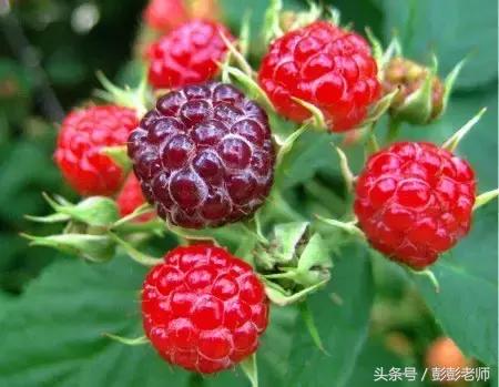 跟名师学中医一日五练有用吗,跟师傅学中医日常