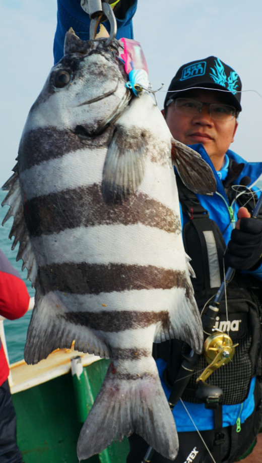 今年第一次钓海鲈鱼,最新钓七星鱼视频