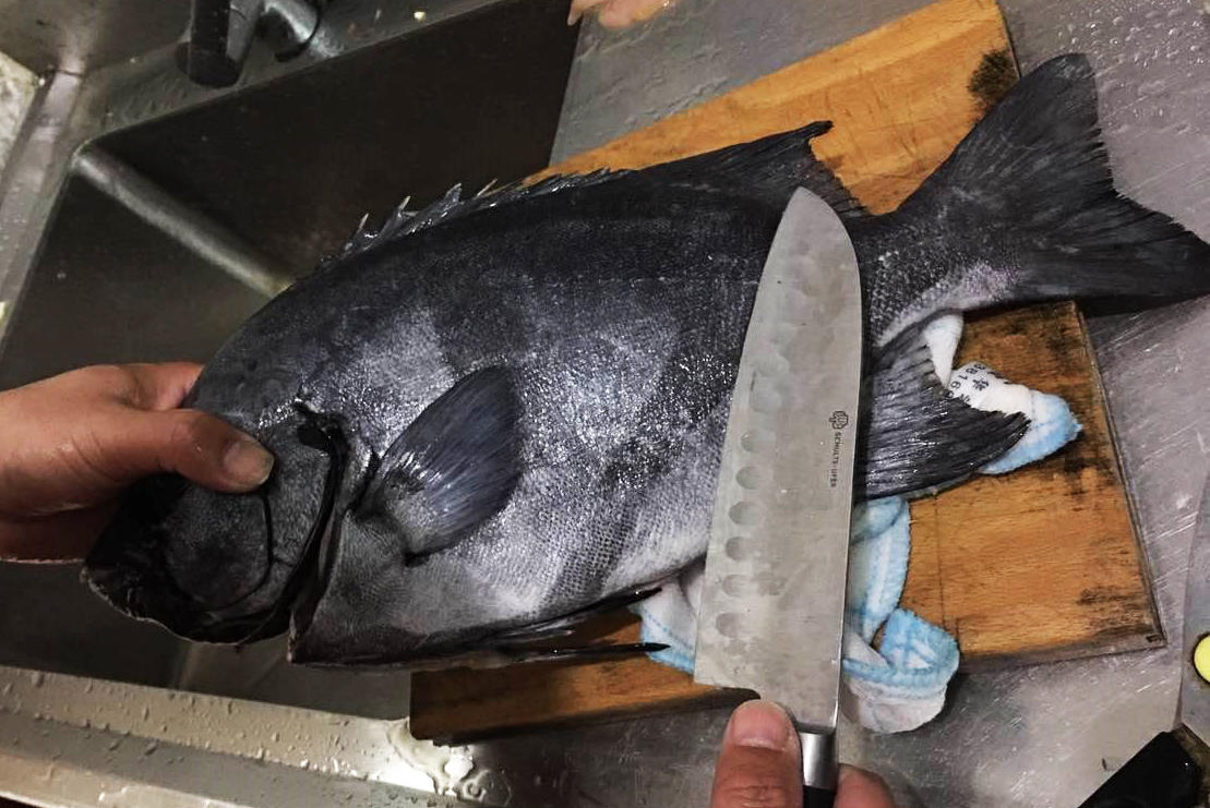 今年第一次钓海鲈鱼,最新钓七星鱼视频