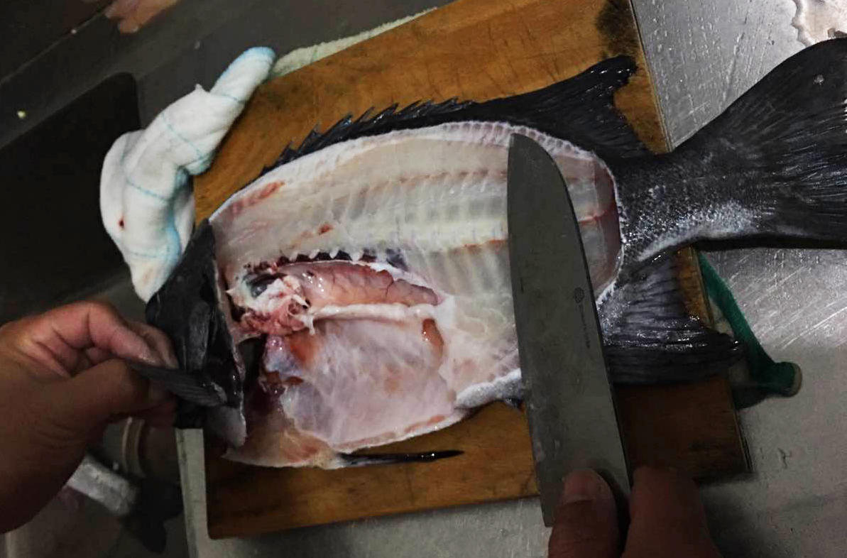 今年第一次钓海鲈鱼,最新钓七星鱼视频