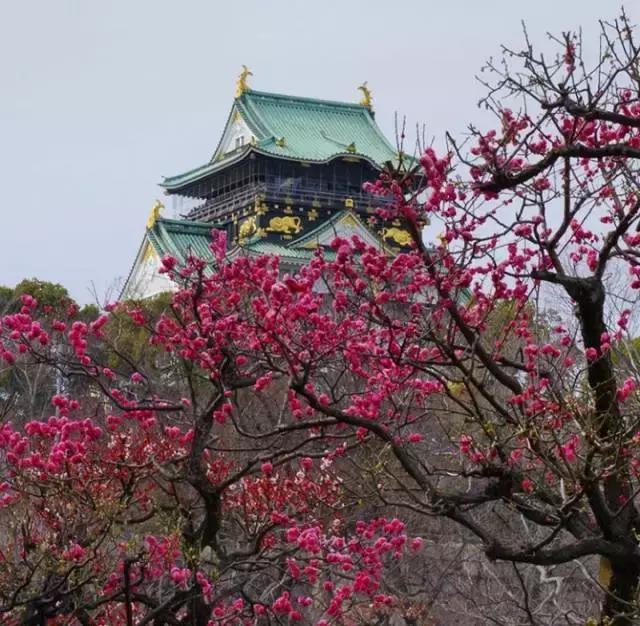 为啥日本自由行首选大阪而非东京,日本自由行忌讳