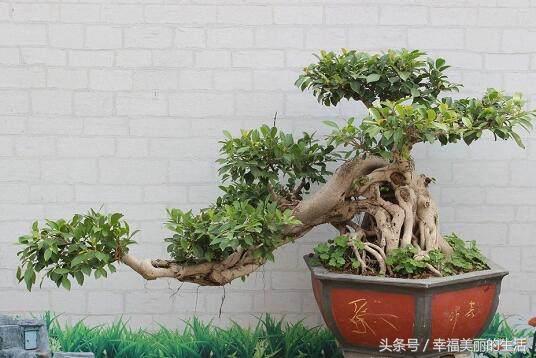 榕树盆景的养殖方法和注意事项,榕树高压繁殖在几月份进行