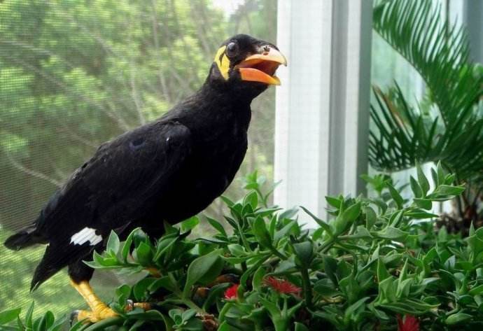 小型粘人的鸟类宠物有哪些,白领适合养什么宠物鸟类