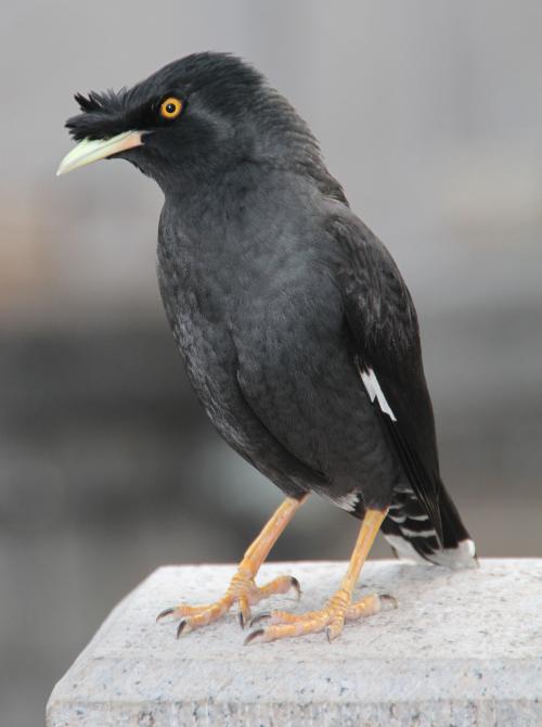 小型粘人的鸟类宠物有哪些,白领适合养什么宠物鸟类